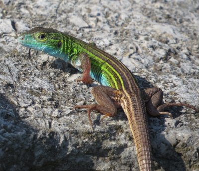 Prairie Racerunner