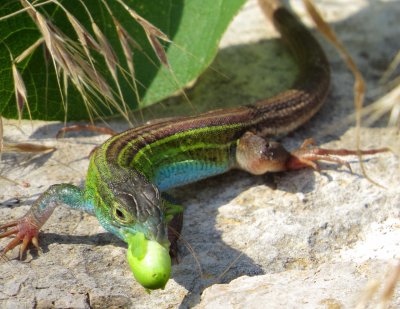 Prairie Racerunner