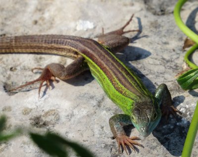 Prairie Racerunner