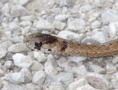 Dekay's Brown Snake