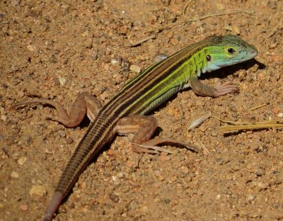 Prairie Racerunner