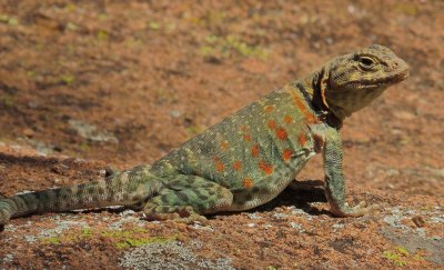 Eastern Collared Lizard