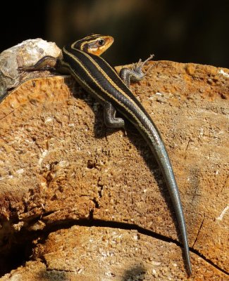 Common Five-Lined Skink