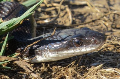 Western Rat Snake