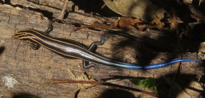 Common Five-Lined Skink