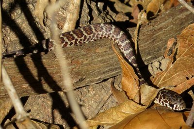 Yellowbelly Racer