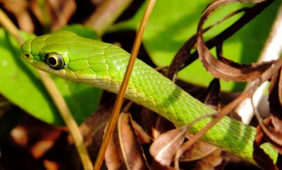 Rough Greensnake
