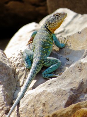 Eastern Collared Lizard