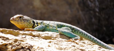 Eastern Collared Lizard