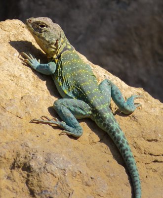 Eastern Collared Lizard