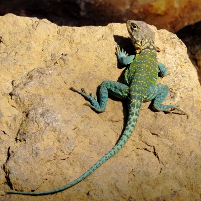 Eastern Collared Lizard