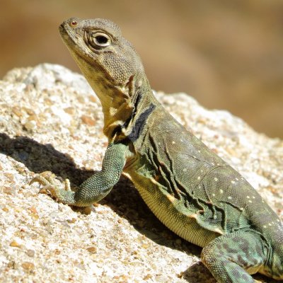 Eastern Collared Lizard