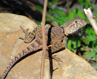 Eastern Collared Lizard