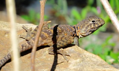 Eastern Collared Lizard