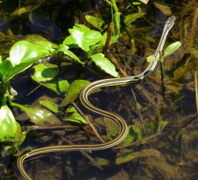 Western Ribbon Snake
