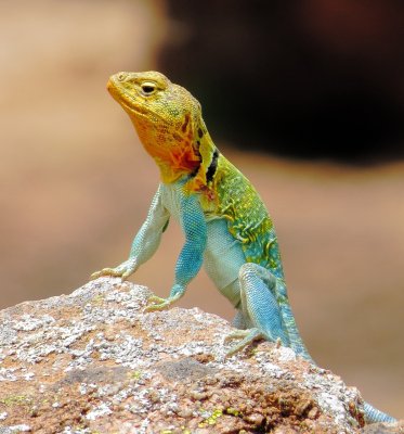 Eastern Collared Lizard