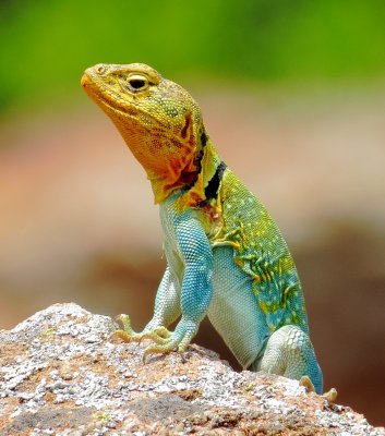 Eastern Collared Lizard