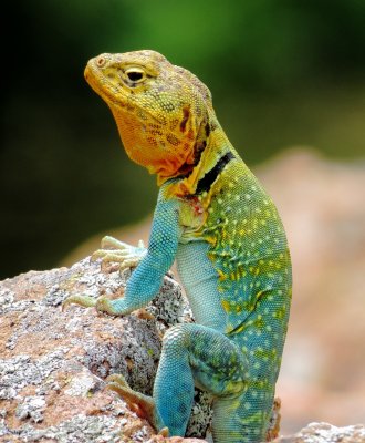 Eastern Collared Lizard