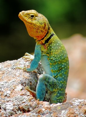 Eastern Collared Lizard