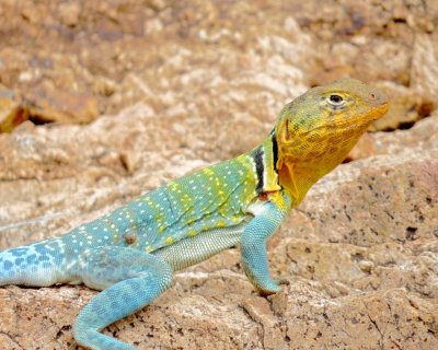 Eastern Collared Lizard