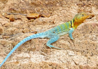 Eastern Collared Lizard