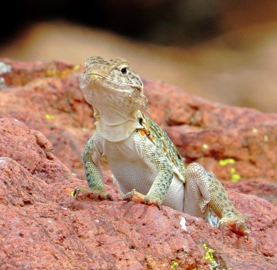 Eastern Collared Lizard