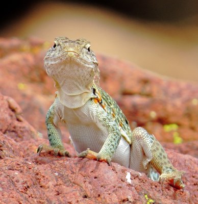 Eastern Collared Lizard