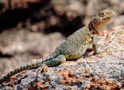 Eastern Collared Lizard