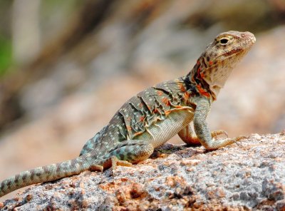 Eastern Collared Lizard