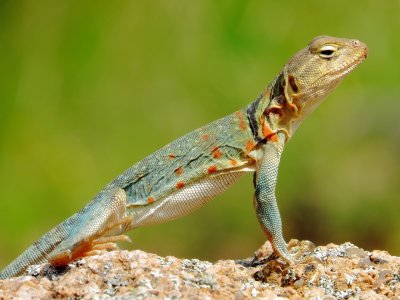 Eastern Collared Lizard