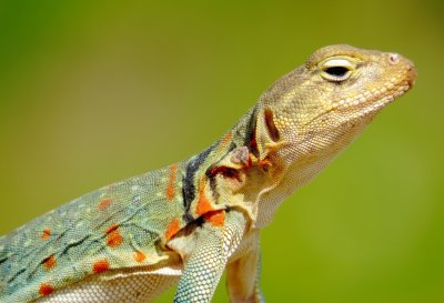 Eastern Collared Lizard