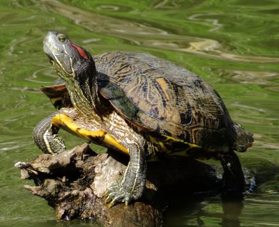 Red-Eared Slider