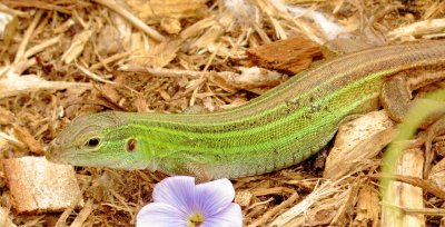 Prairie Racerunner