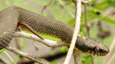 Plain-Bellied Water Snake