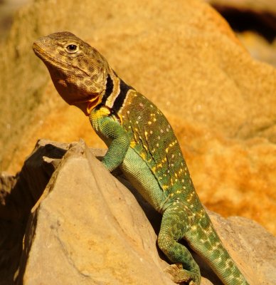 Eastern Collared Lizard