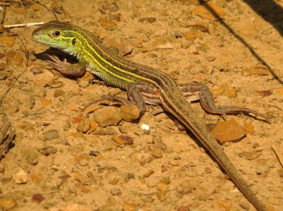 Prairie Racerunner