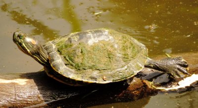 Red-Eared Slider