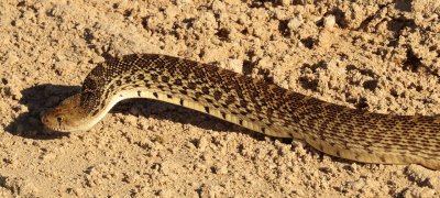 Bullsnake