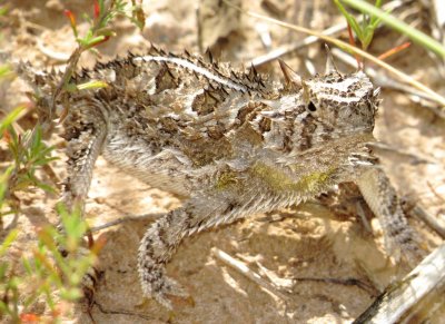 Texas Horned Lizard