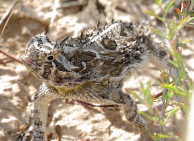 Texas Horned Lizard