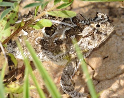 Texas Horned Lizard