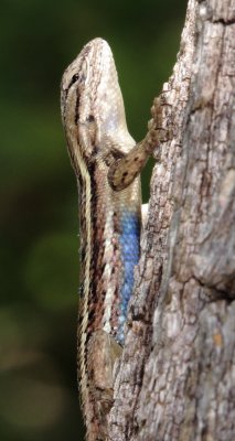 Prairie Lizard