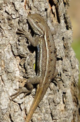 Prairie Lizard