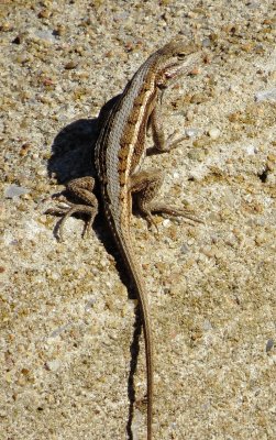 Prairie Lizard