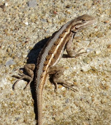 Prairie Lizard