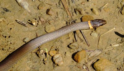 Prairie Ringneck Snake