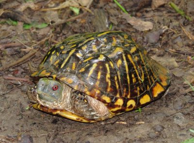 Ornate Box Turtle