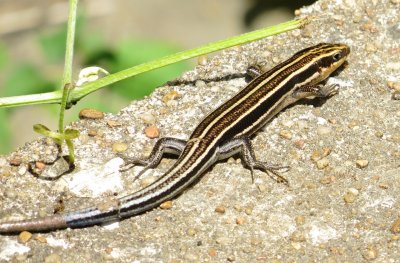 Common Five-Lined Skink