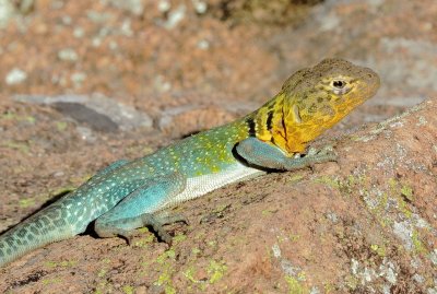 Eastern Collared Lizard