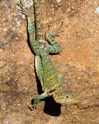 Eastern Collared Lizard